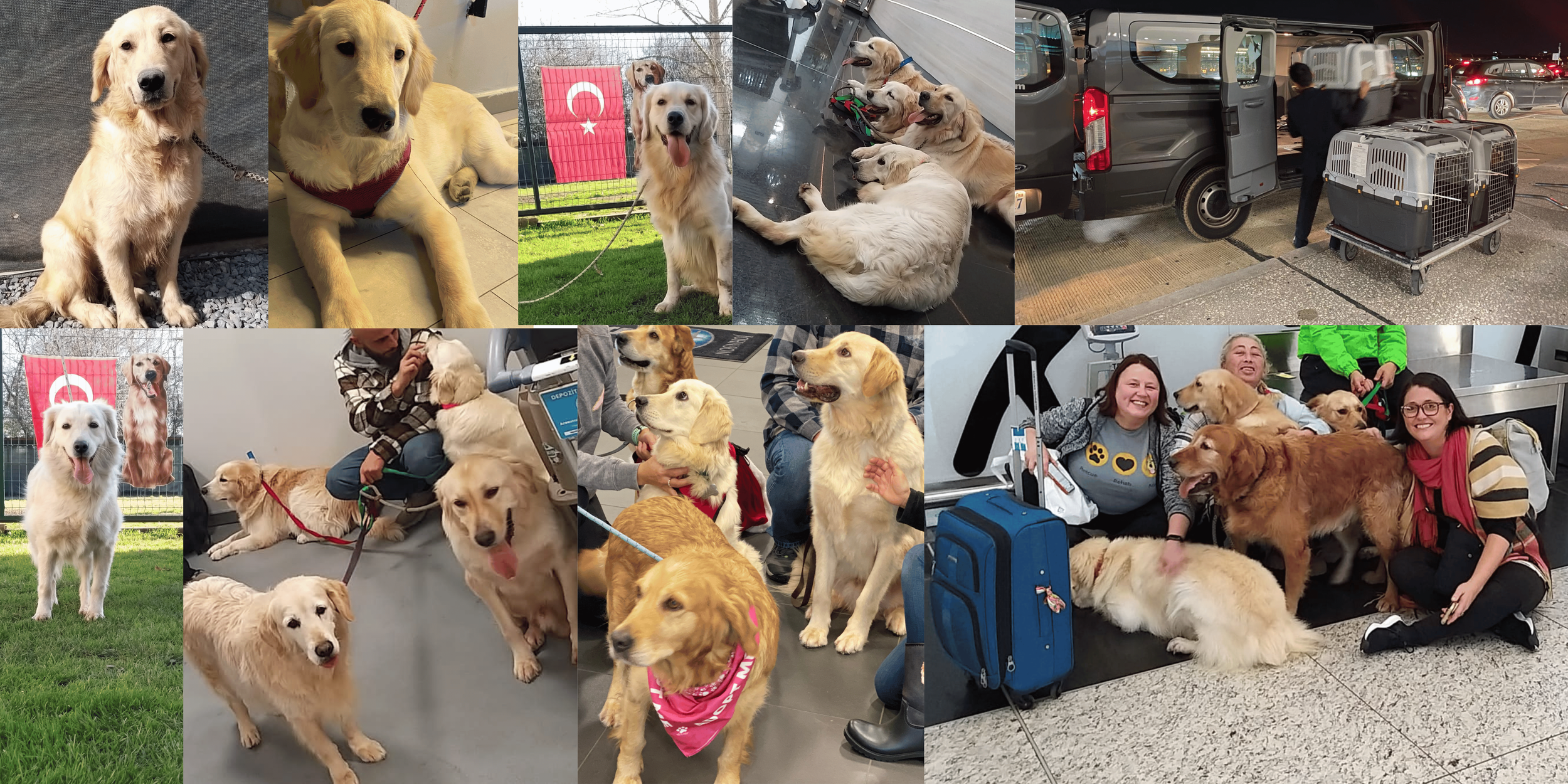 Golden retriever puppies hotsell up for adoption